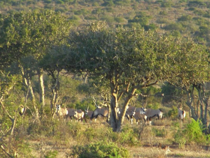 0 Bedroom Property for Sale in Kirkwood Eastern Cape